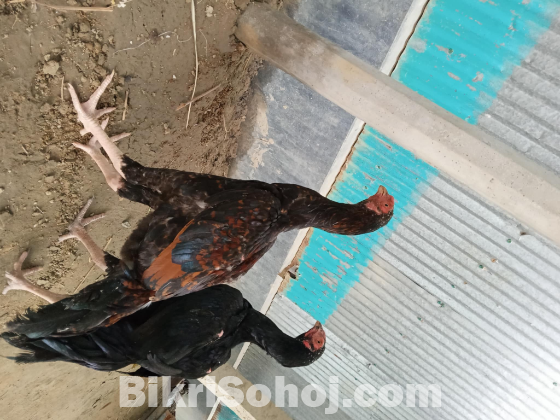 আসিল ফাইটার